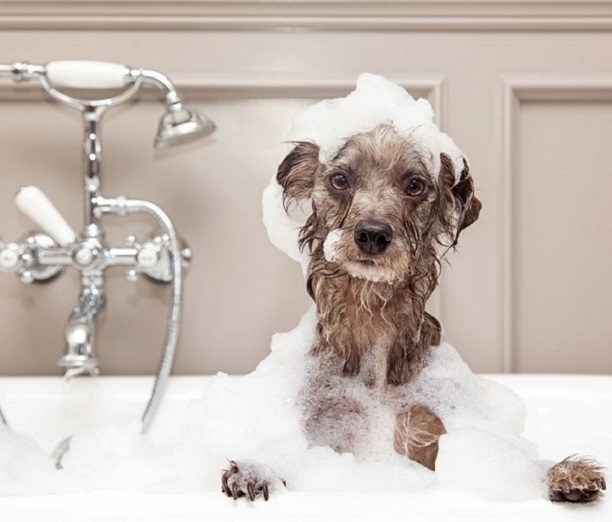 Benefits of Dog Shampoo