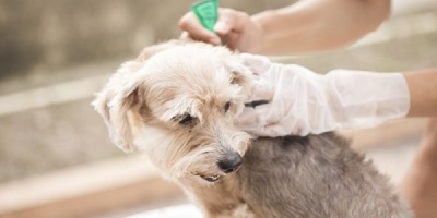 Flea Treatment For Dogs